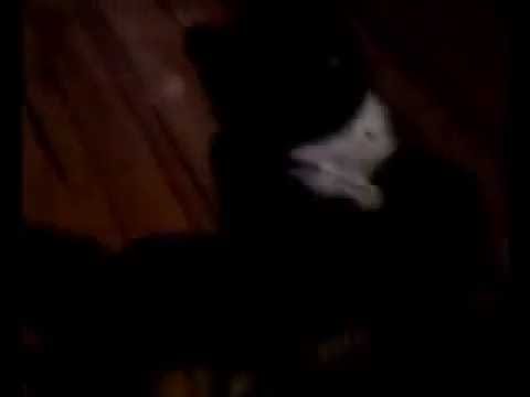 Annie my new kitten on Crismas