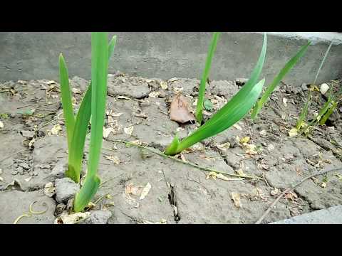 32 how to collect Gladiouls flower bulbs video by-Gurjit Singh s.2018