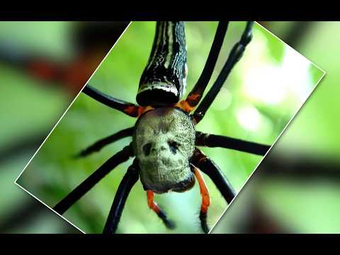 The Ultimate Survival Strategies of Nature's Creatures