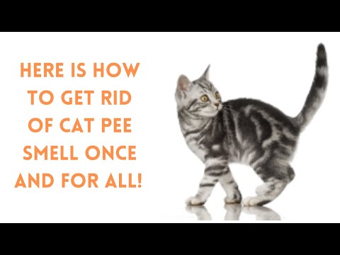 How To Get Rid Of Cat Spray Odor