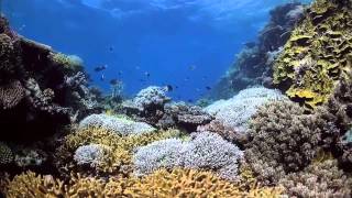 SE308 Global warming and its effects on wildlife