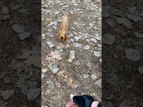 #nature #осень #белка