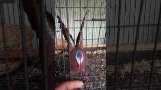 Download lagu Burung putri mandi/delimukan/emerald dove mp3