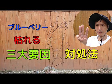 オペロフテラ ブルマタ ©Entomart.ins.