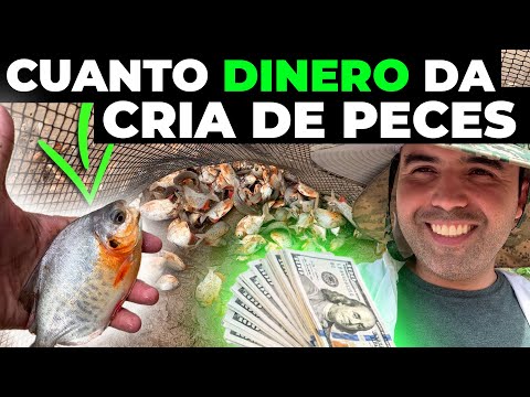 , title : 'LUCRO CON LA CRIA DE PECES - Como Criar Pacú y Tilapia Para Generar Dinero'