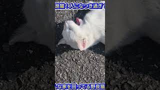 悲報】尻尾のない白猫の野良猫？