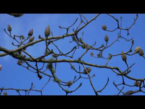 Pruning Magnolia - Burncoose Nurseries