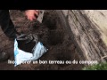 Plantation des framboisiers - YouTube