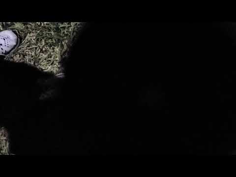 Jupiter & Saturn in telescope at exact same time #ConjunctionJupiterSaturn2020