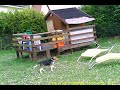 Beagle Harrier - Beagle harrier au ferme GOLSY 2 mois