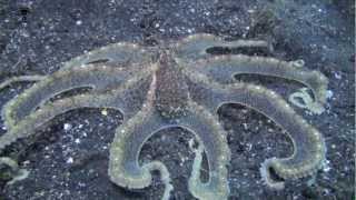 preview picture of video 'Flamboyant cuttlefish, Mimic octopus, Blue ringed octopus, Hairy octopus, White V octopus HD'
