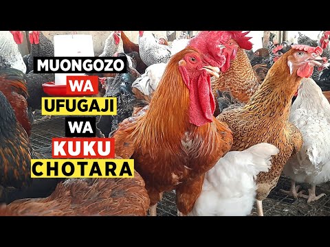 , title : 'Ufugaji wa Kuku Chotara Biashara'