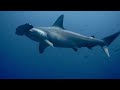 Wildlife Of The Galápagos A Cinematic Tribute To Nature S Harmony