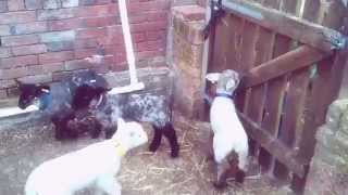 preview picture of video 'Dorset Dads 1st Birthday @ Honeybrook Farm'