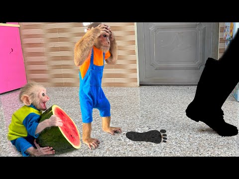 Baby Monkey Calls for Help When Stranger Breaks Into House ! What should Detective CUTIS do ?😱