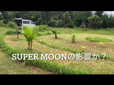 herbes-aromatiques-plantes-stevia-cultiver-potager