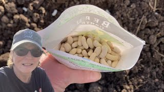How & When To Plant Bush (green) Beans! Timing & Rows A Must!