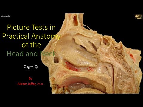 Test obrazkowy z anatomii głowy i szyi - część 9