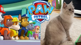 【Kitten CAT-astrophes!👮】