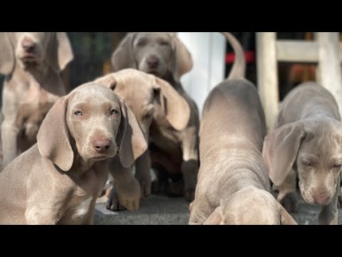 Die Weimaraner Welpen - Woche 10 letzter gemeinsamer Spaziergang am Zollspieker