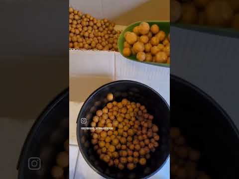 Freezer Boilies mit Salz konservieren. Successful Baits VNX pro
