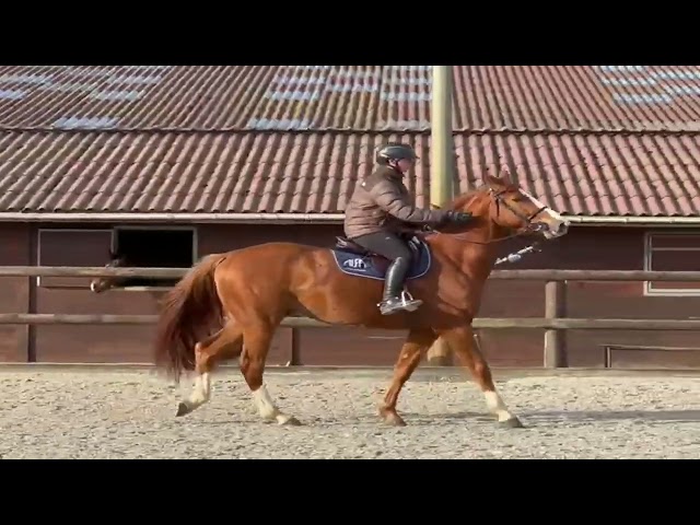 HONGRE 4 ANS PAR TORNESCH