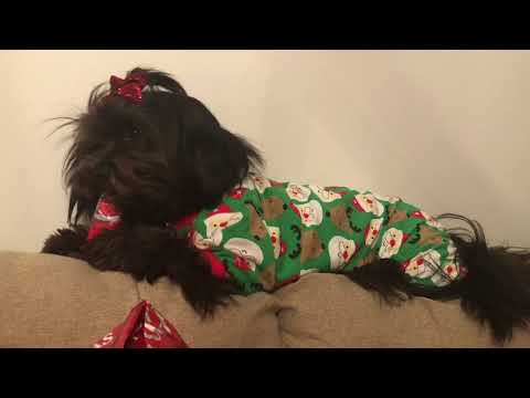 Dog Opens TONS Of Christmas Presents