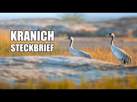 Der Kranich – Lebensweise, Ruf & Merkmale (Steckbrief)