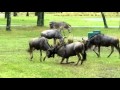 Wildebeest Play Fighting At Disney S Animal Kingdom Lodge