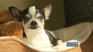 Homeless families, pets find safe spot in Salem
