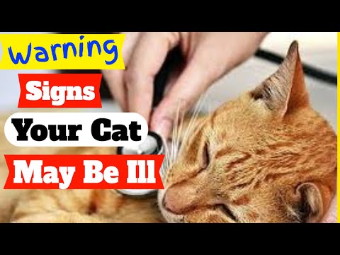 Warning Signs Your Cat May Be Ill