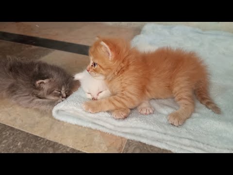 Ginger Kitten annoys his siblings and can't let them sleep | Cutest Tiny Kittens Fighting