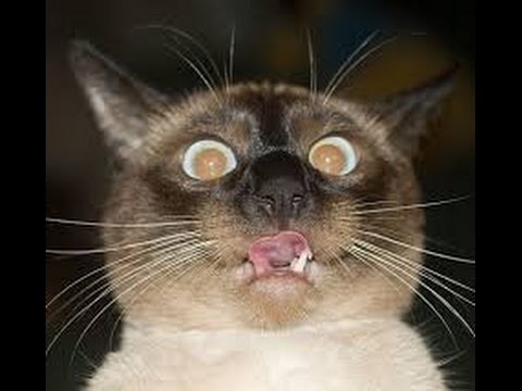 M-am cacat pe mine de ras... HAHAHA