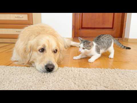 YouTube 썸네일