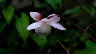 ムビる18493 20210728 006 レンゲショウマ renngeshouma