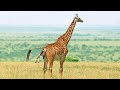 Giraffe Takes First Steps 5 Minutes After Birth