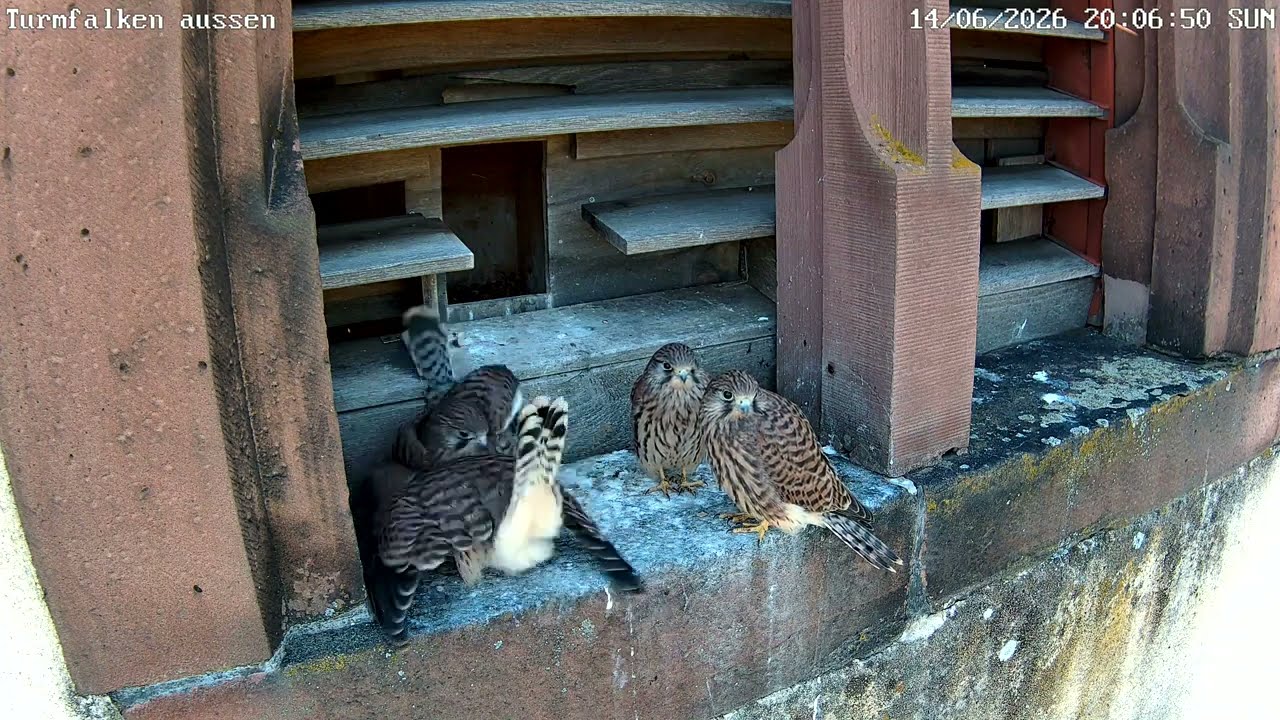 Maus versucht den Turmfalken zu entkommen! | 14.06.2026