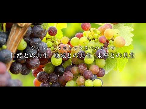 ワイルドワイン「エンゲルマンニ」 植物