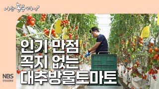 [나는농부다 307회] 인기 만점 꼭지 없는 대추방울토마토