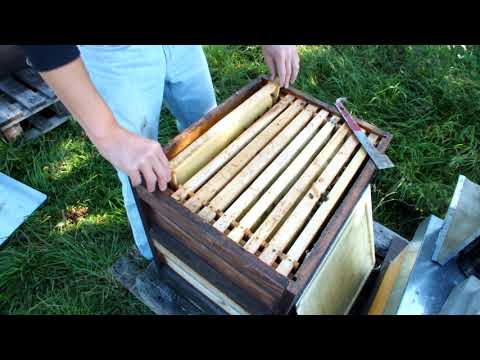 Bienen mitte Oktober - Komplettdurchsicht