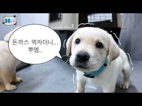 관세청 신입들의 양성교육(?) 과정