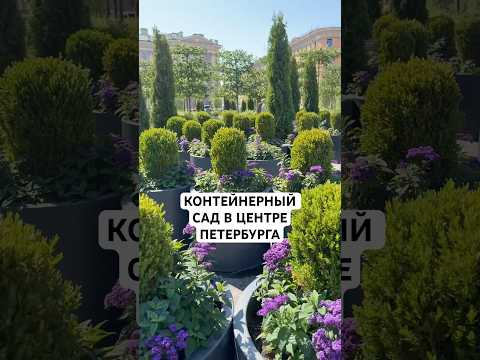 Контейнерный сад в центре Санкт-Петербурга❤️ #контейнерныйсад #исаакиевскаяплощадь