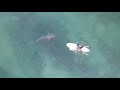 Drone footage of sharks in Del Mar, San Diego - Sept 10 and 11, 2021