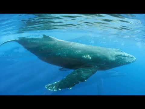 Save the ocean, Love 30x30