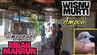Download lagu Perkutut Lokal Katuranggan WISNU MURTI Simpanannya Mbah MAKRUN ‼️Full Hitam Istimewa mp3