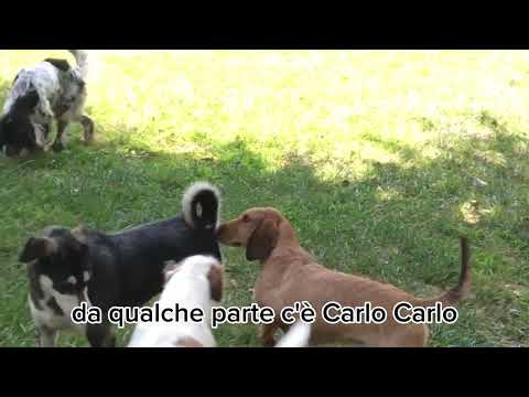 Video di AARON