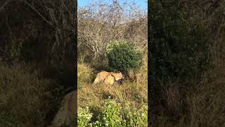 Lion tightens grip on his prey as the final act of the hunt