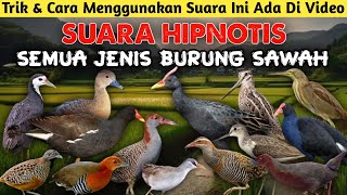 Download lagu SEKALI BERANGKAT BISA POIN RATUSAN EKOR. SUARA MP3 DAN TRIK/CARA HIPNOTIS SEMUA JENIS BURUNG SAWAH. mp3 Download lagu SEKALI BERANGKAT BISA POIN RATUSAN EKOR. SUARA MP3 DAN TRIK/CARA HIPNOTIS SEMUA JENIS BURUNG SAWAH. mp3