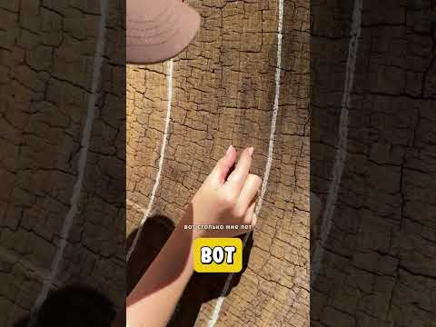 Очень старое дерево 🪾
