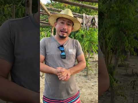 Fui a Conose. Aldea el Marion tela. Atlántida Honduras 🌍👆🏻